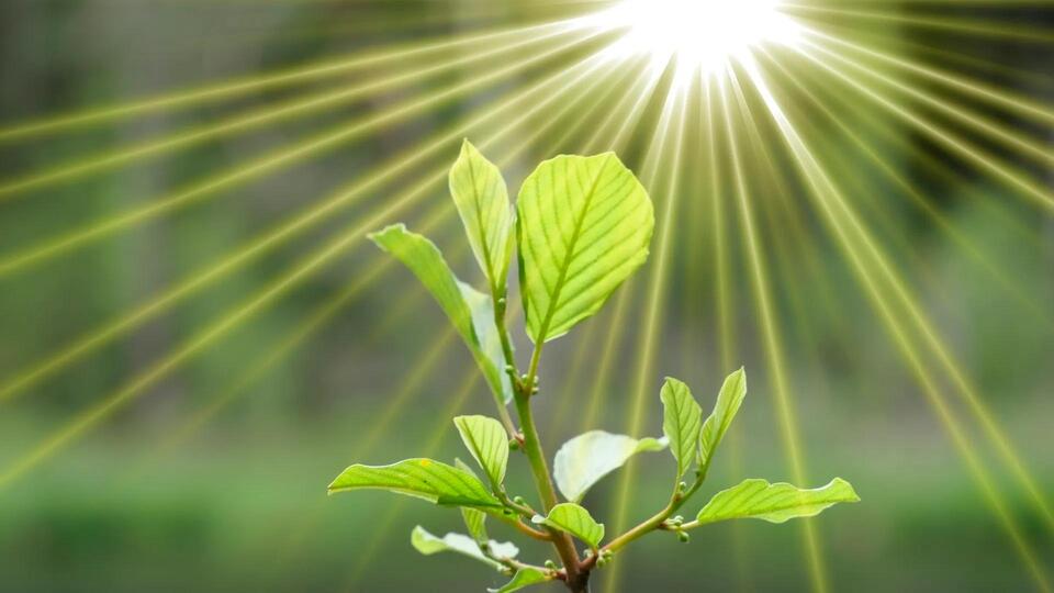 Algae Could Power the Future?!