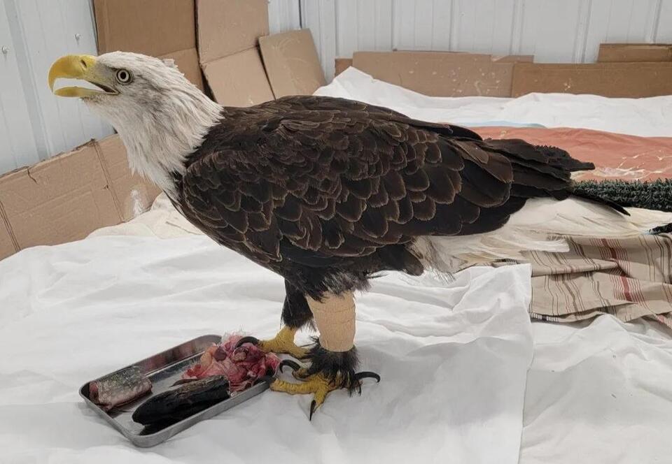 Fish Skin Saves Bald Eagle’s Life!