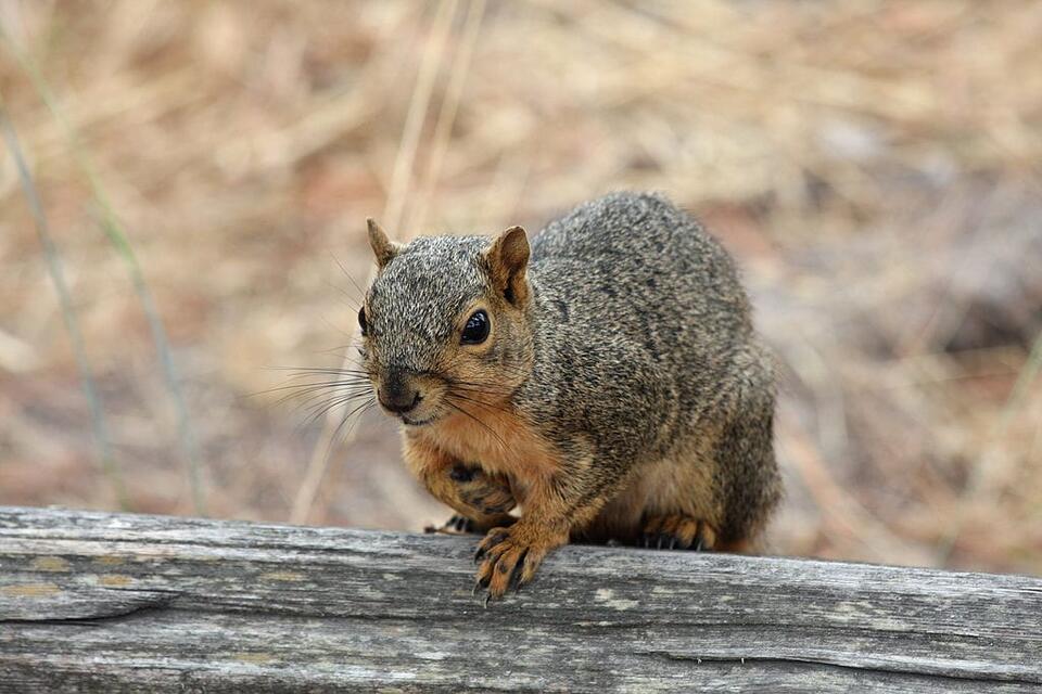Wisconsin’s Glowing Squirrel Mystery!
