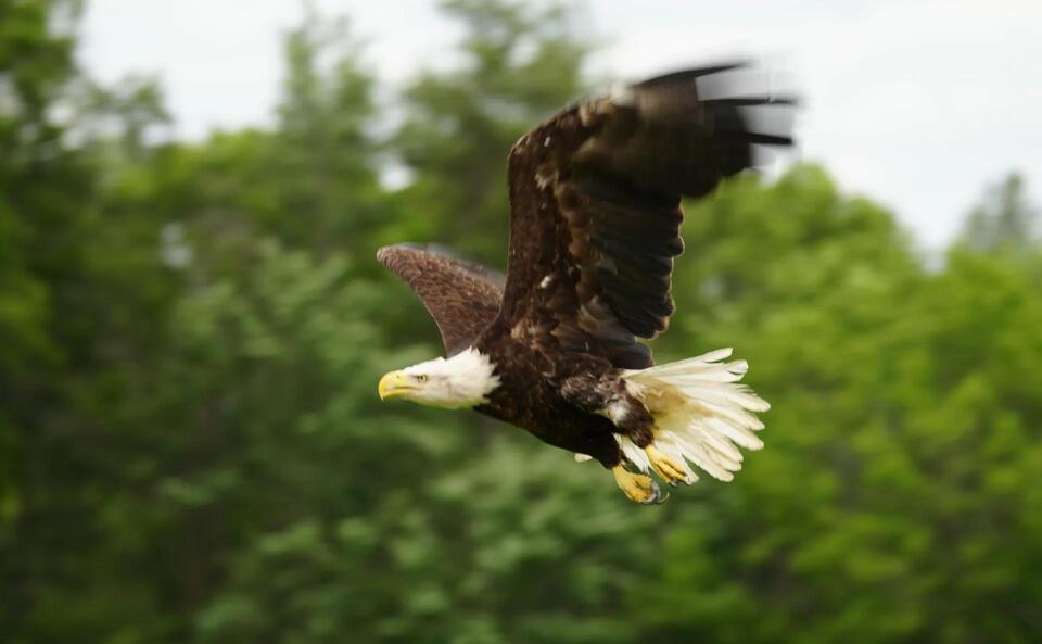Fish Skin Saves Bald Eagle’s Life!