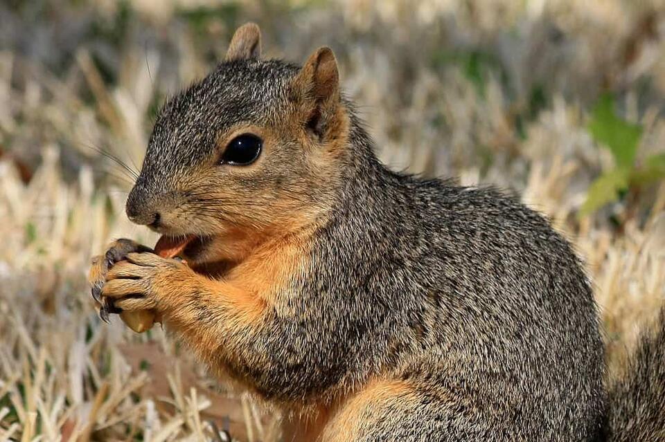 Wisconsin’s Glowing Squirrel Mystery!