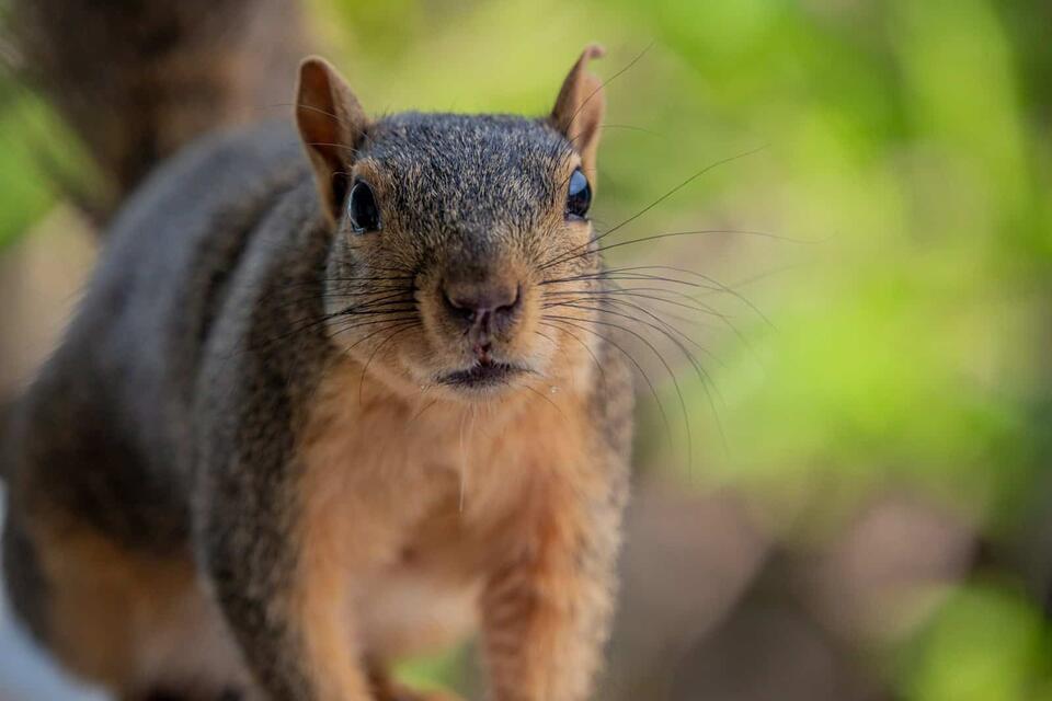 Wisconsin’s Glowing Squirrel Mystery!