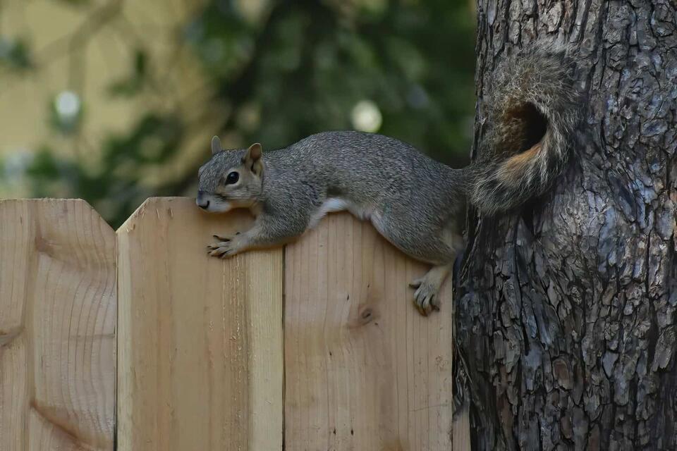 Wisconsin’s Glowing Squirrel Mystery!