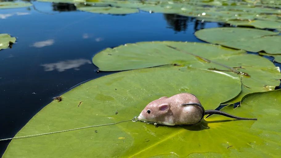 New Topwater Mouse Lure Is Wild!