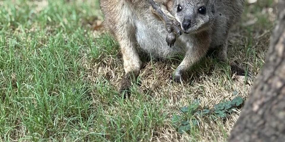 Wallaby Baby Gets the Cutest Name!