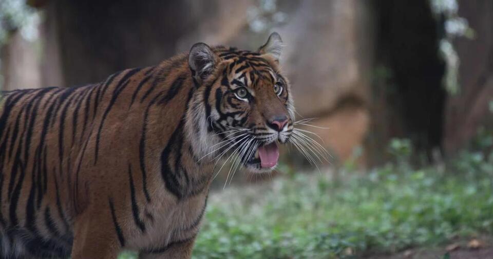 Meet Suci & Sherman: Zoo’s Newest Celebs!