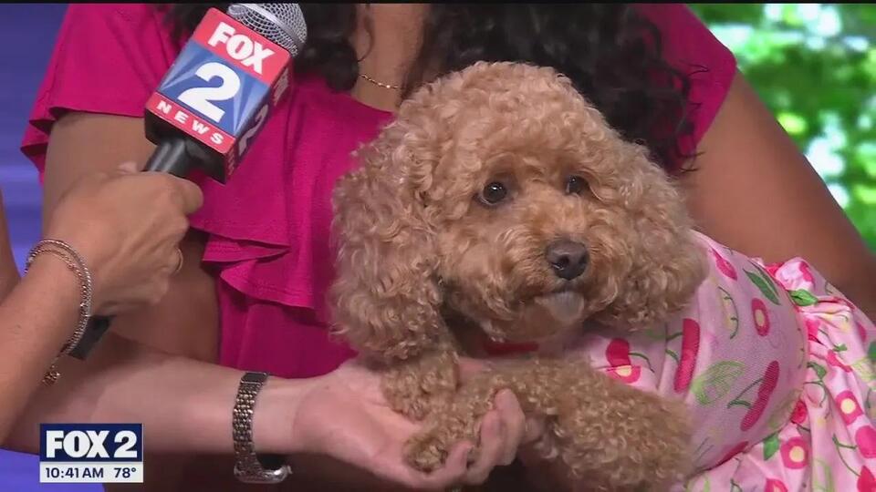 Brunch Date With Your Pup? Yes, Please!