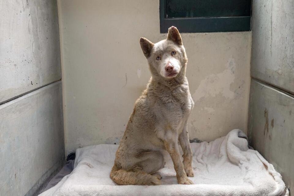 From Burned Pup to Beloved Buddy