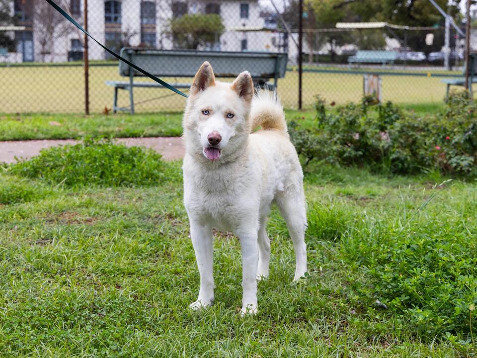 From Burned Pup to Beloved Buddy