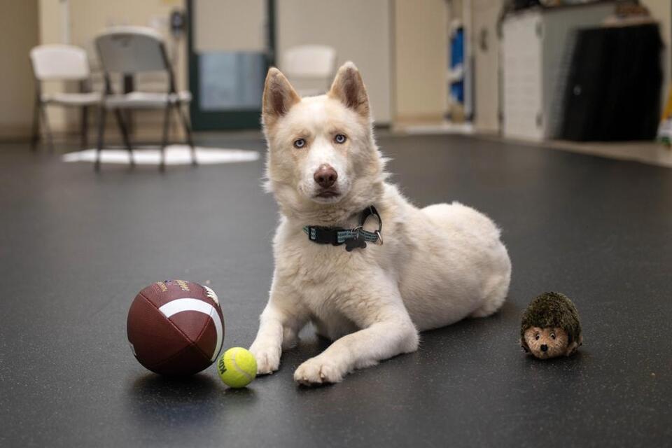 From Burned Pup to Beloved Buddy