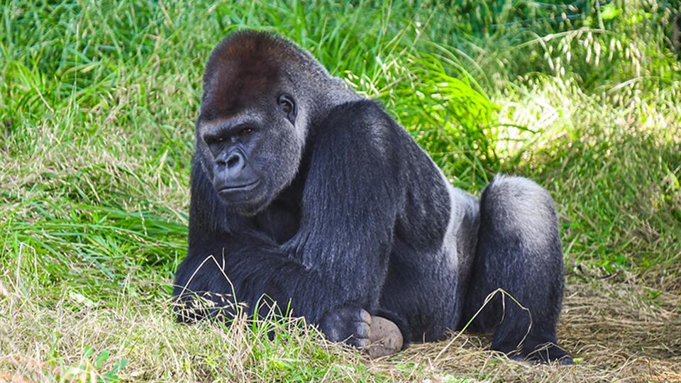 Gorilla Bachelor Heads to Cali for Love!