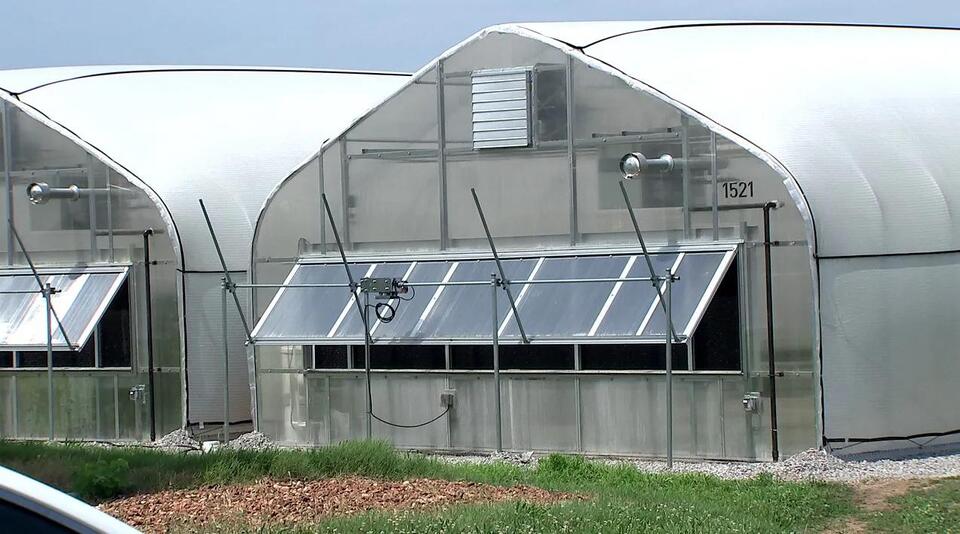 Why Everyone’s Trying Backyard Farming