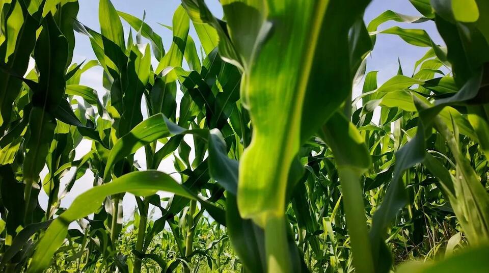 Why Everyone’s Trying Backyard Farming