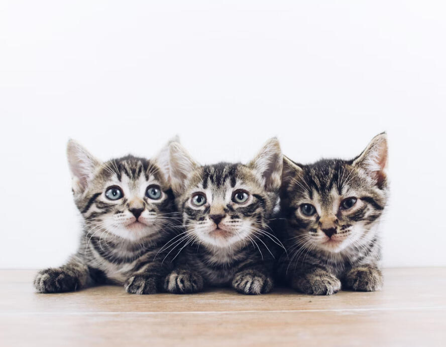 Kitten Adoption Fees? Totally Waived!