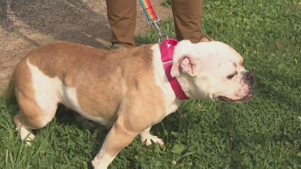 Shelter Overflows After Heartbreaking Drop-Offs