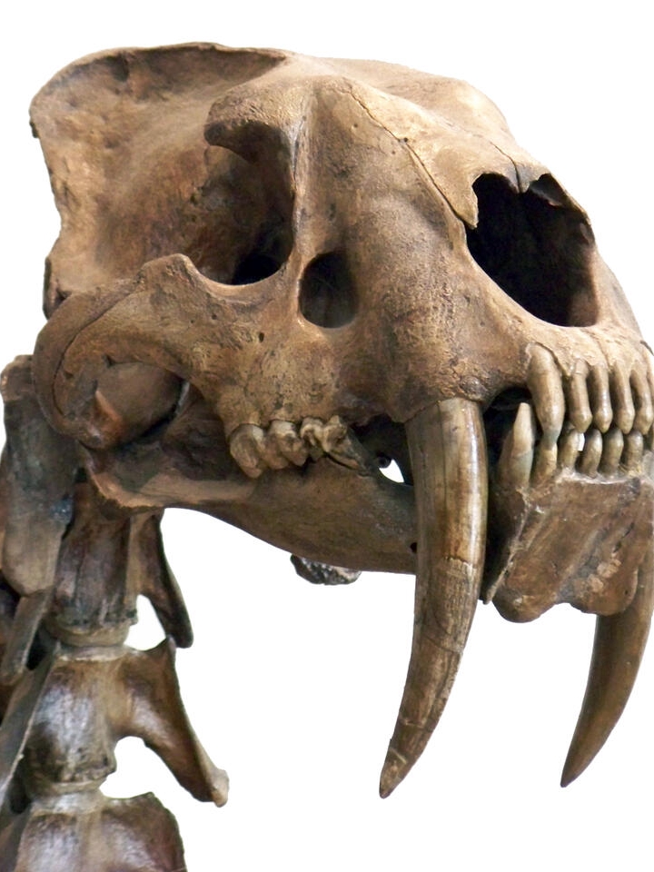 Meet Patagonia’s Secret Saber-Tooth!