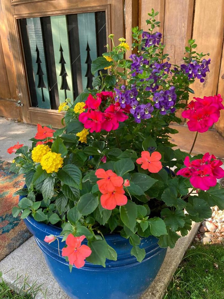 My Mom’s Wild Diet Coke Can Garden Hack