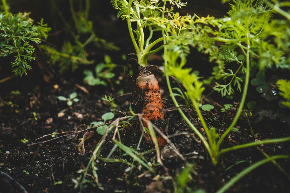 How to Tell When Carrots Are Ready