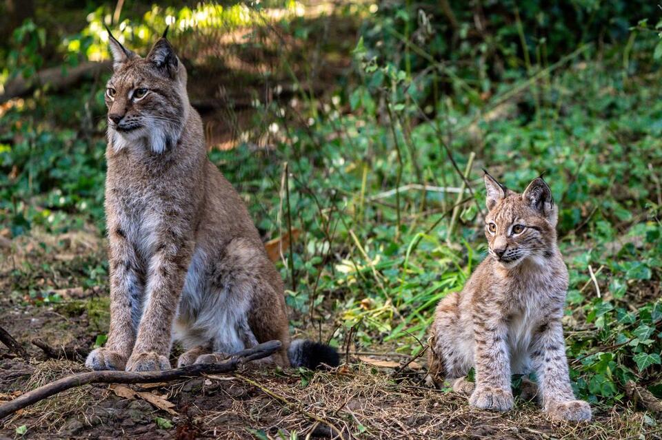 Would You Want Wild Cats in Your Backyard?
