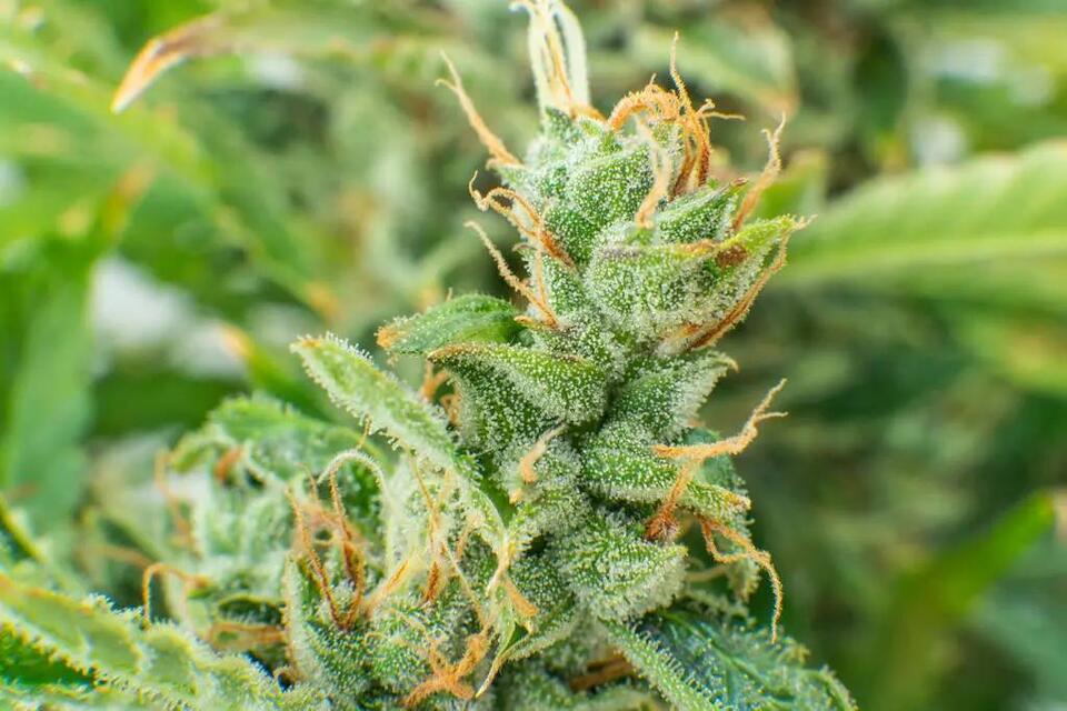 THC Weed May Seriously Ease Anxiety & Depression