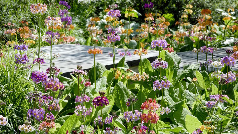 7 Plants for a Fairy Garden Glow-Up