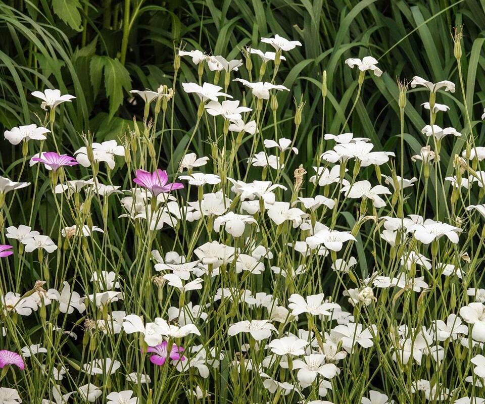 7 Plants for a Fairy Garden Glow-Up