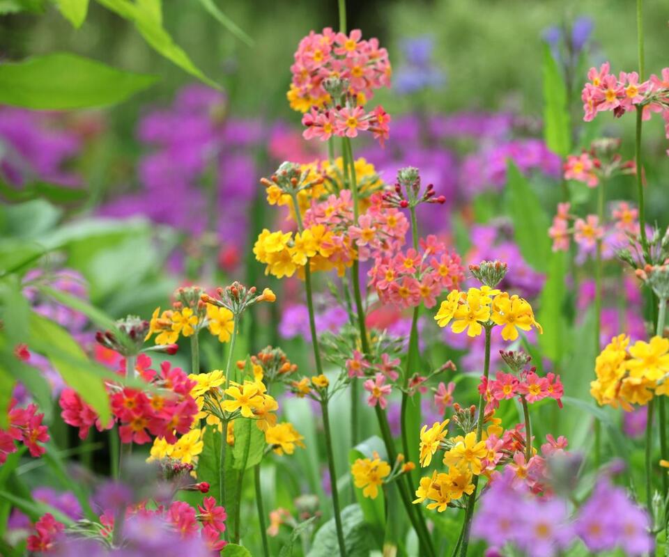 7 Plants for a Fairy Garden Glow-Up
