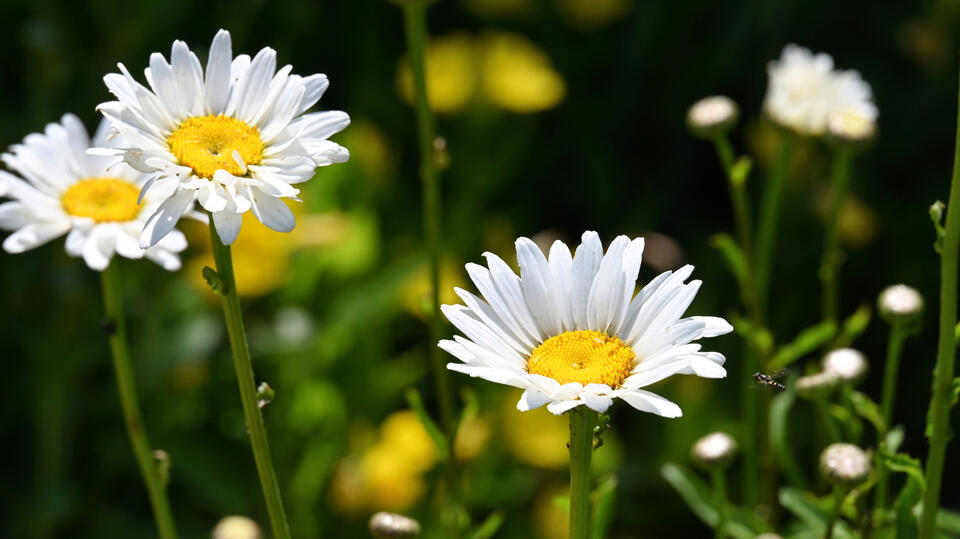Shasta Daisies: Summer’s Secret Weapon
