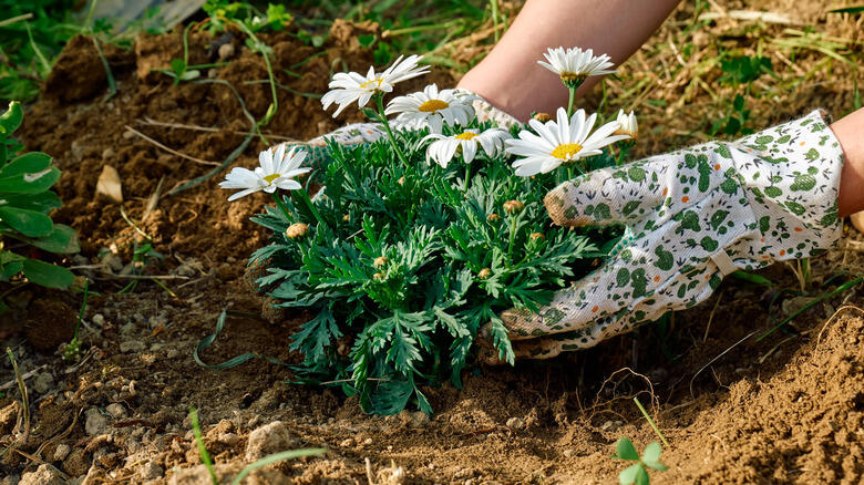 Shasta Daisies: Summer’s Secret Weapon