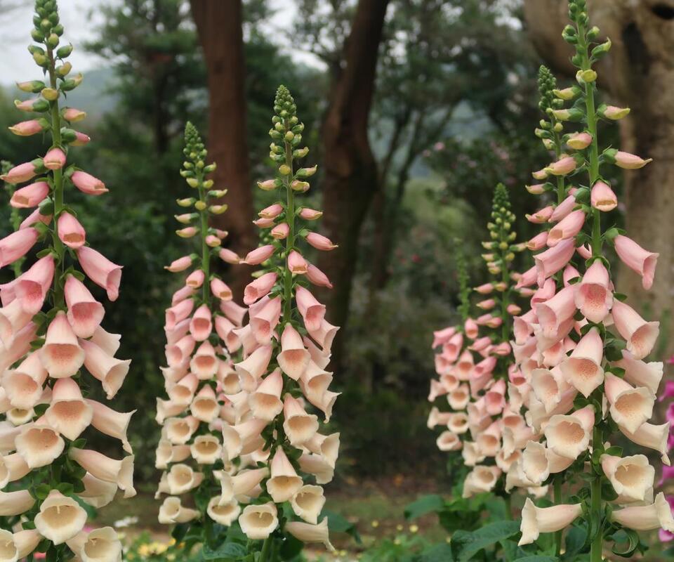 7 Plants for a Fairy Garden Glow-Up