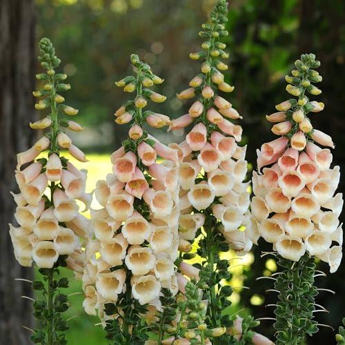 7 Plants for a Fairy Garden Glow-Up