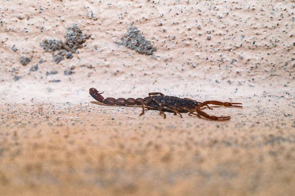Scorpions in Your House? Here’s the Real Deal