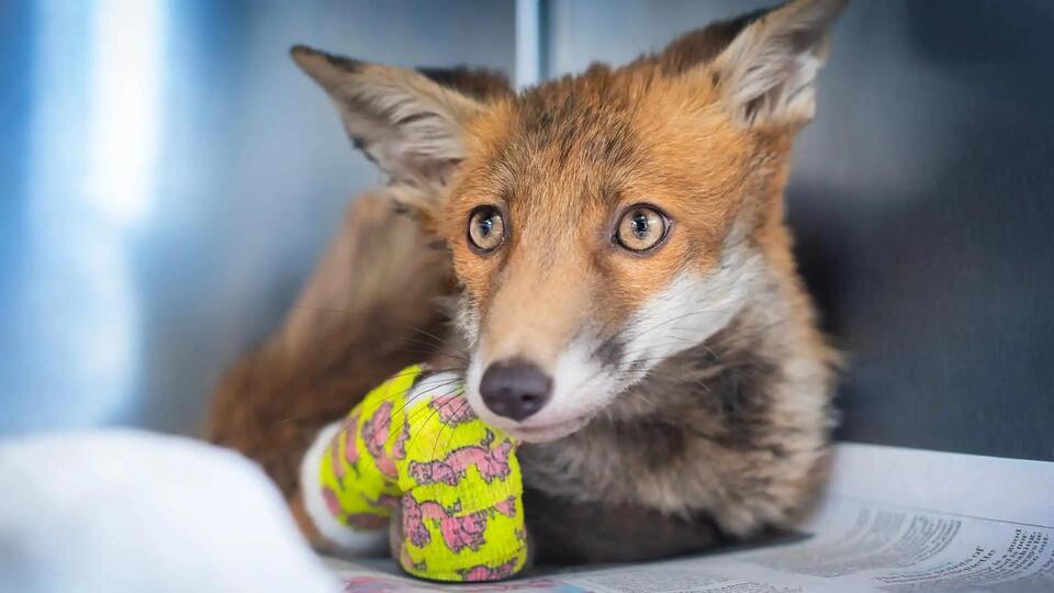Fox Cub’s Wildest Rescue Ever