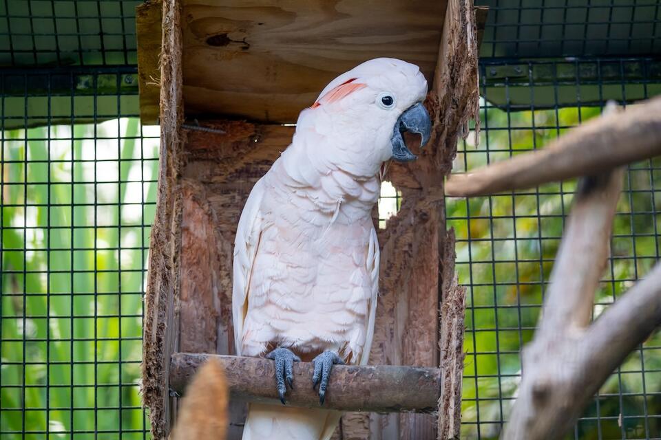 Dad vs. Cockatoo: The Ultimate Chase 😂