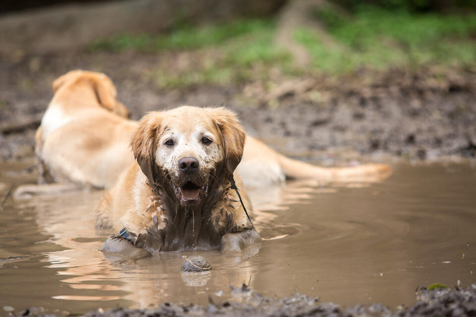 Golden Retrievers Stage Epic 'Rescue'