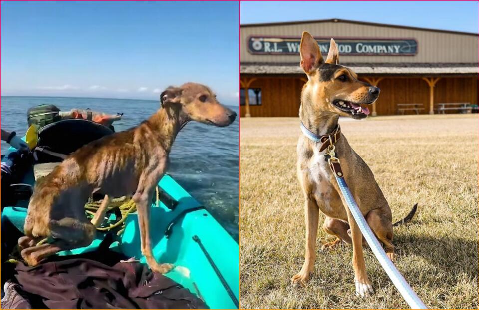 Stranded Pup Survives 6 Months Solo!