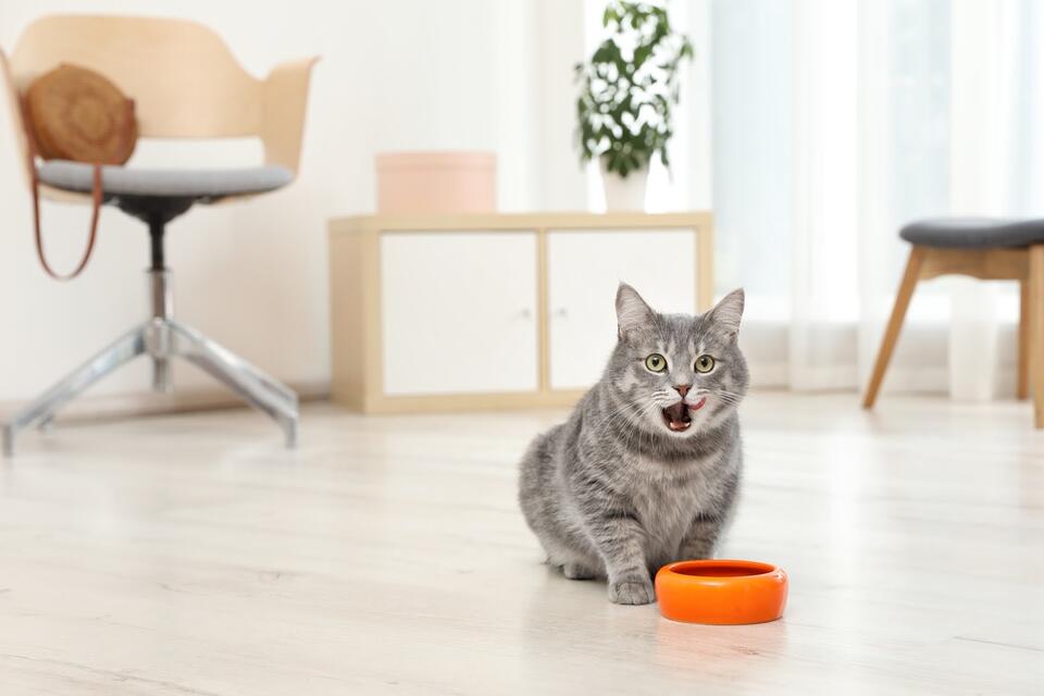 Cats’ Hilarious Reasons to Skip Dinner