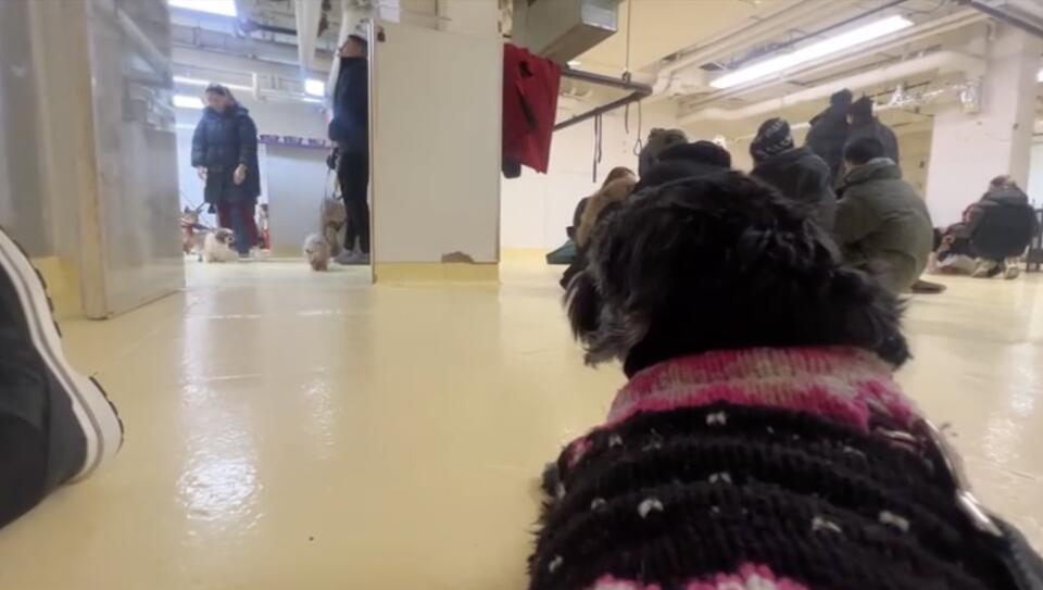 Senior Pup Finds His Happy Ending