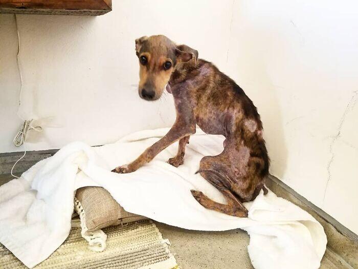 Stranded Pup Survives 6 Months Solo!