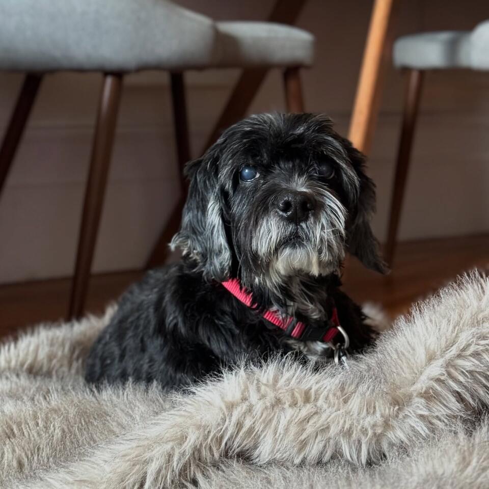 Senior Pup Finds His Happy Ending