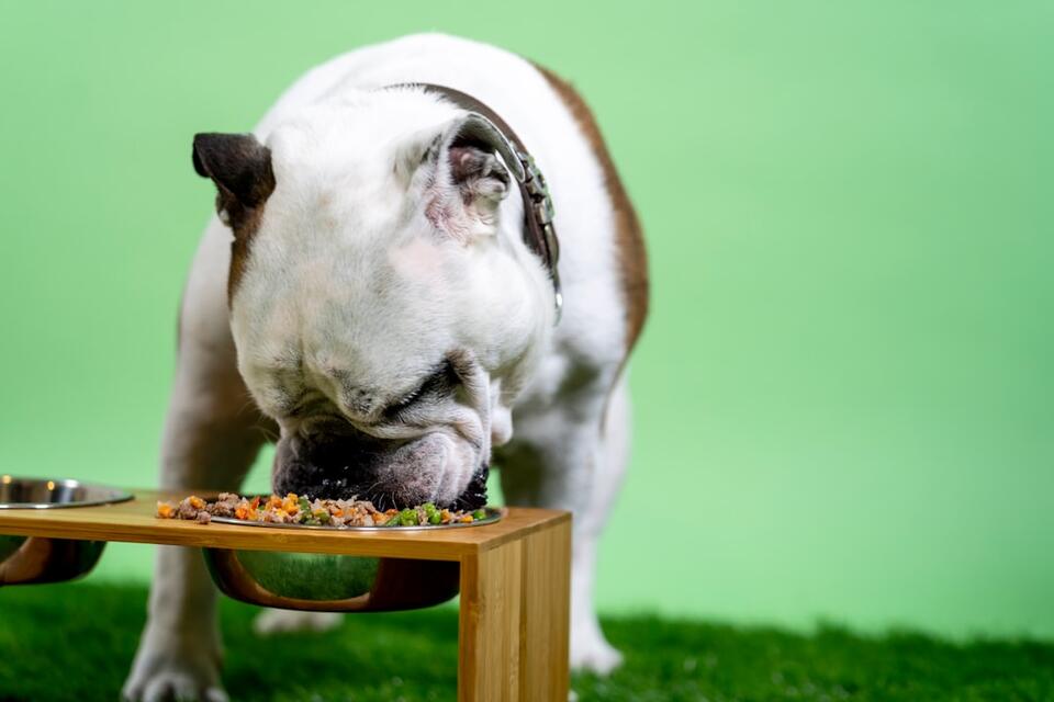 8 Little Things That Make Dogs Feel Safe