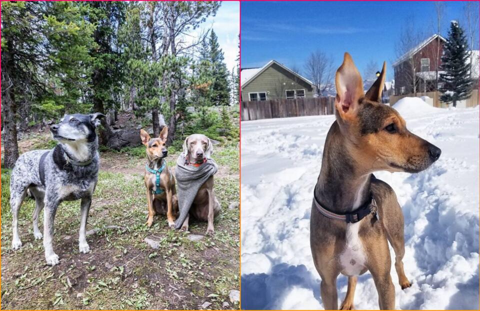 Stranded Pup Survives 6 Months Solo!