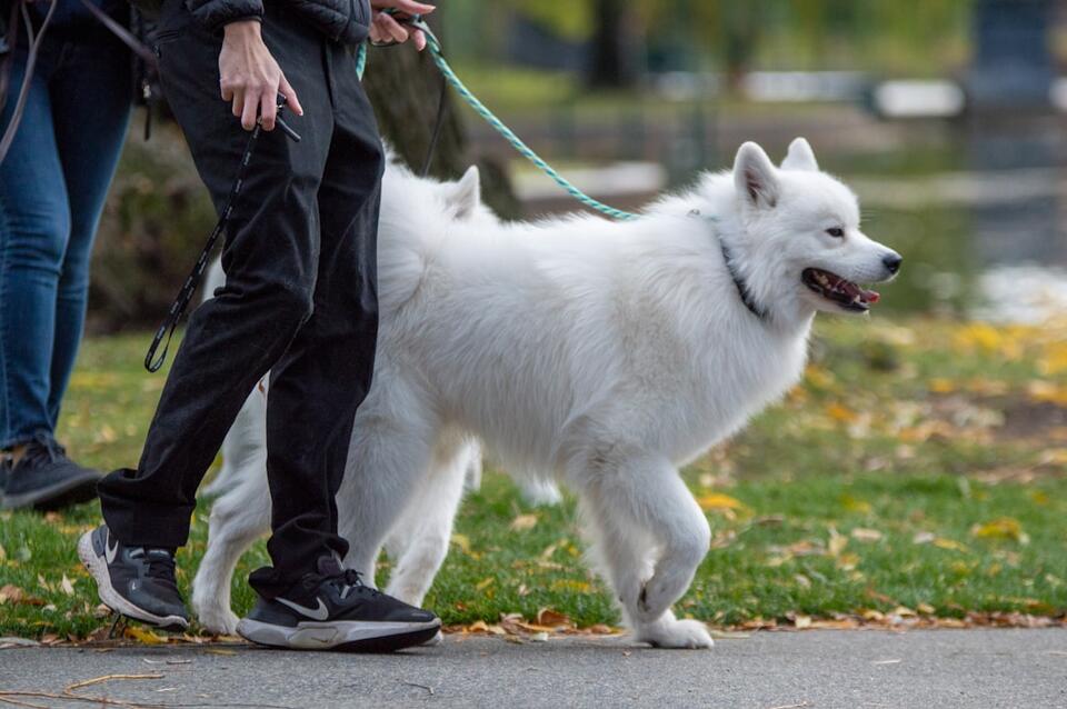 8 Little Things That Make Dogs Feel Safe