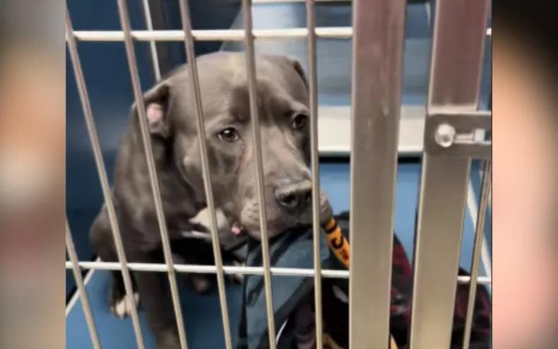 This Pup’s Blankie Broke the Internet