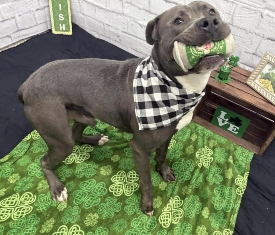 This Pup’s Blankie Broke the Internet