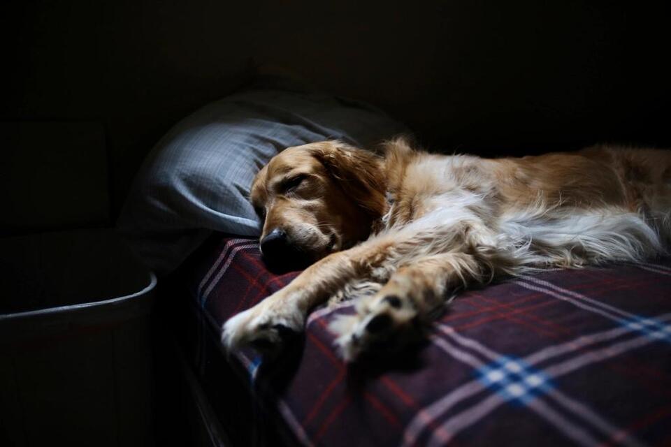 8 Little Things That Make Dogs Feel Safe