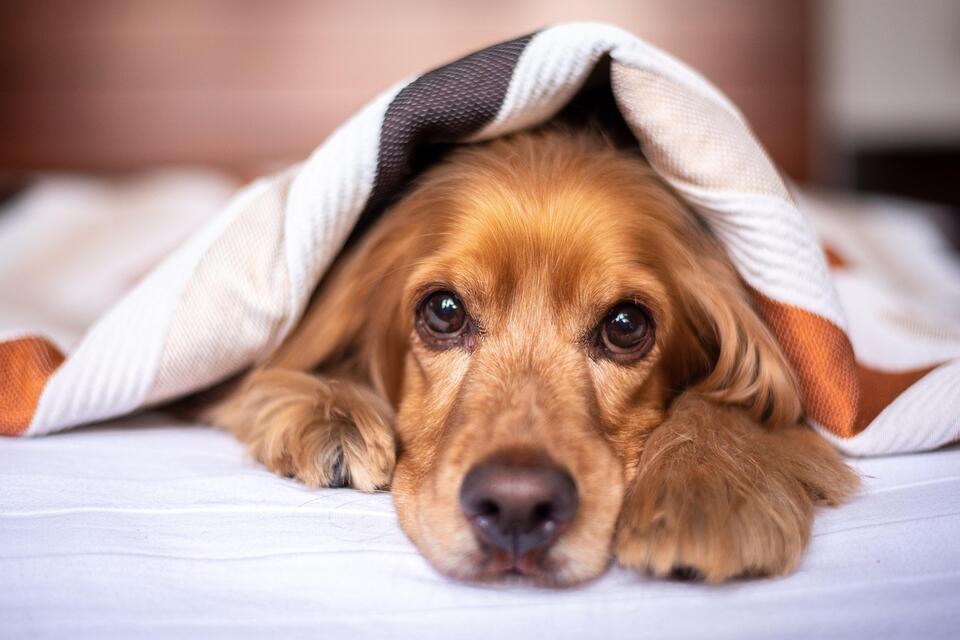 8 Little Things That Make Dogs Feel Safe