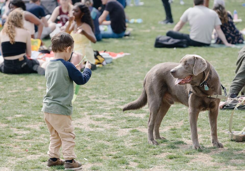 8 Little Things That Make Dogs Feel Safe