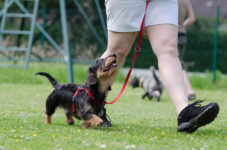 8 Little Things That Make Dogs Feel Safe