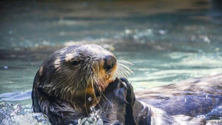 Sea Otters Are Making a Splashy Comeback!